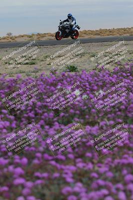 media/Jan-14-2023-SoCal Trackdays (Sat) [[497694156f]]/Turn 14 Exit Bloomig (145pm)/